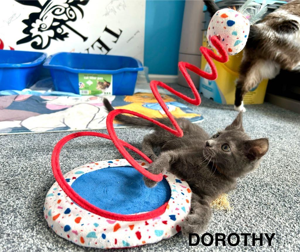 Enlarge Dorothy Vaughan, a Adoptable mixed breed in Parkville, MD image 3/6