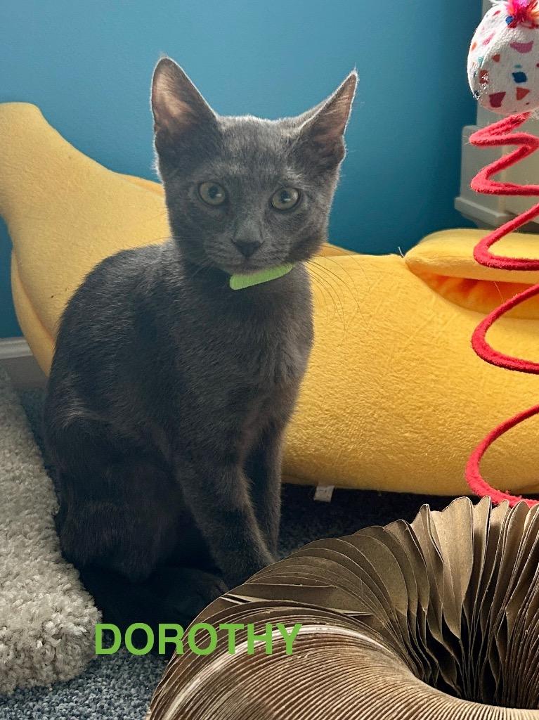 Enlarge Dorothy Vaughan, a Adoptable mixed breed in Parkville, MD image 5/6