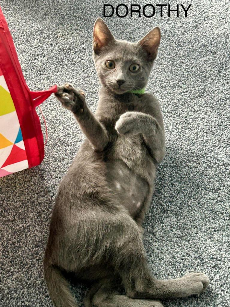 Enlarge Dorothy Vaughan, a Adoptable mixed breed in Parkville, MD image 6/6