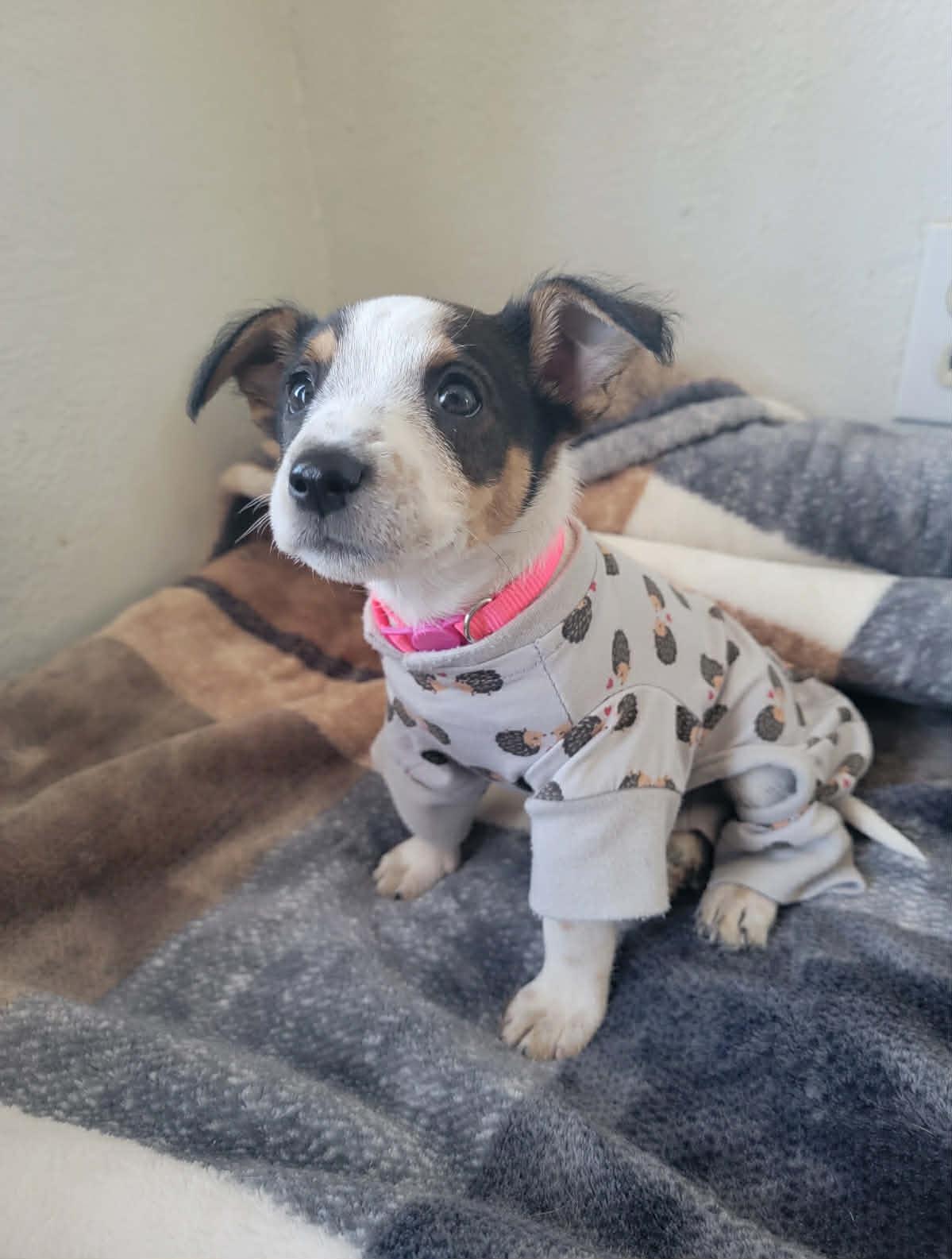 Nutmeg, a Adopted mixed breed in Bothell, WA image 1/3