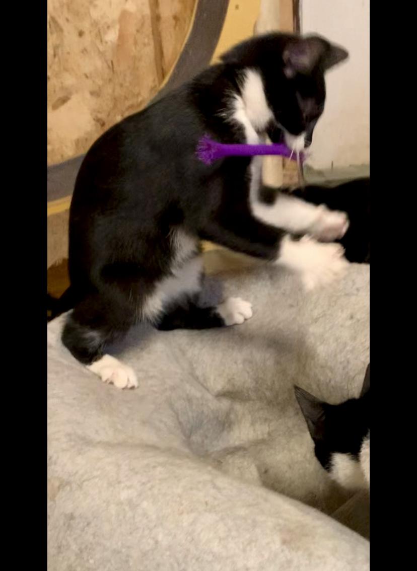 Enlarge Jill, a Adoptable Domestic Short Hair in Ludington, MI image 2/4