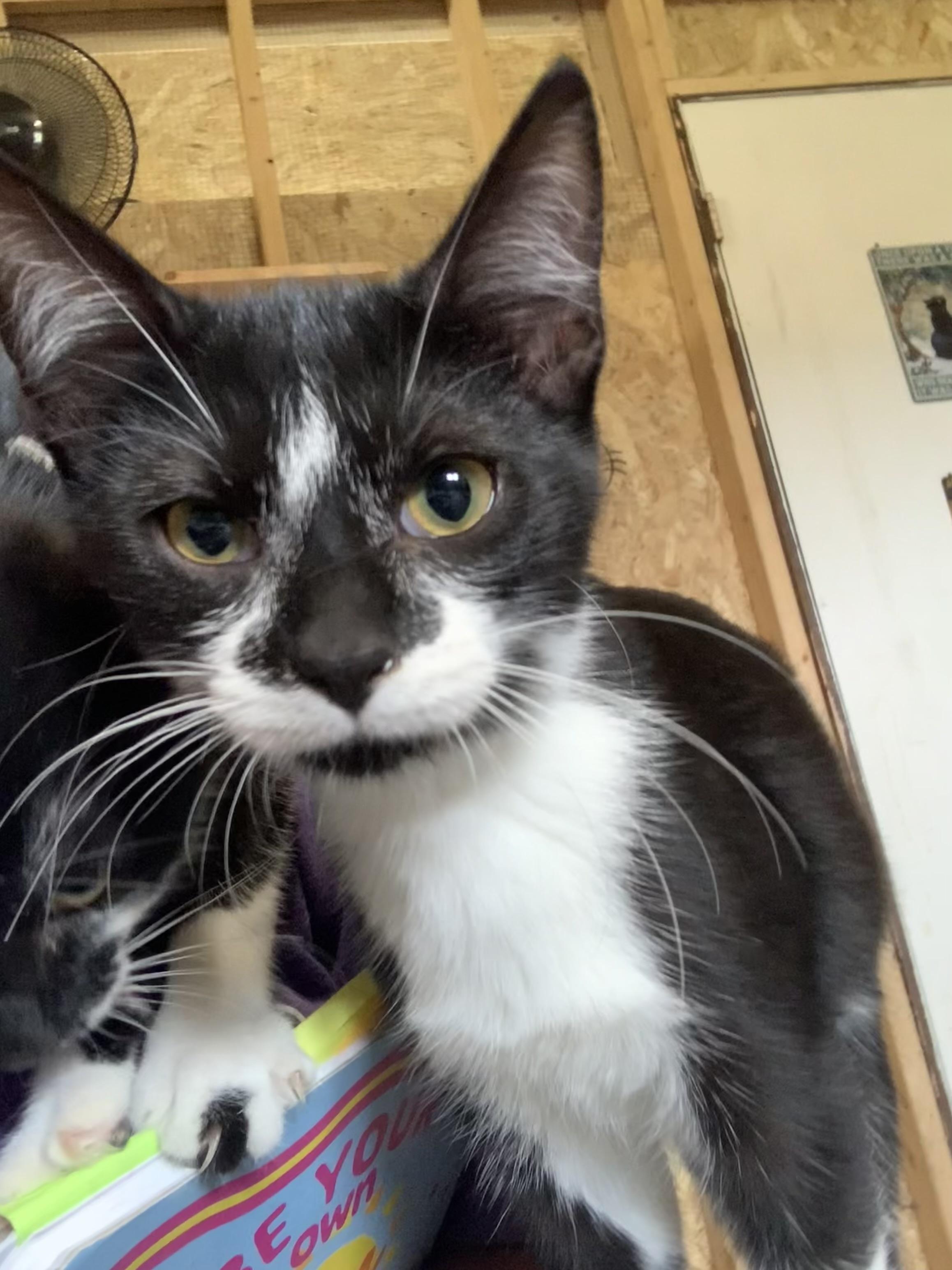 Enlarge Jill, a Adoptable Domestic Short Hair in Ludington, MI image 3/4