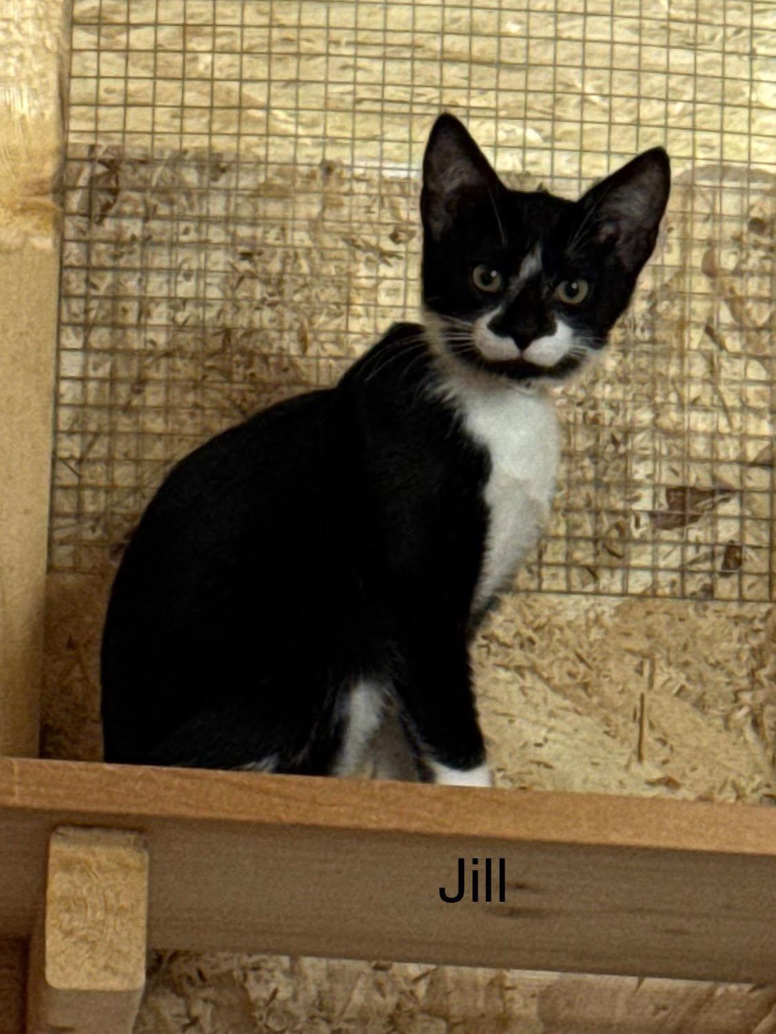 Enlarge Jill, a Adoptable Domestic Short Hair in Ludington, MI image 1/4