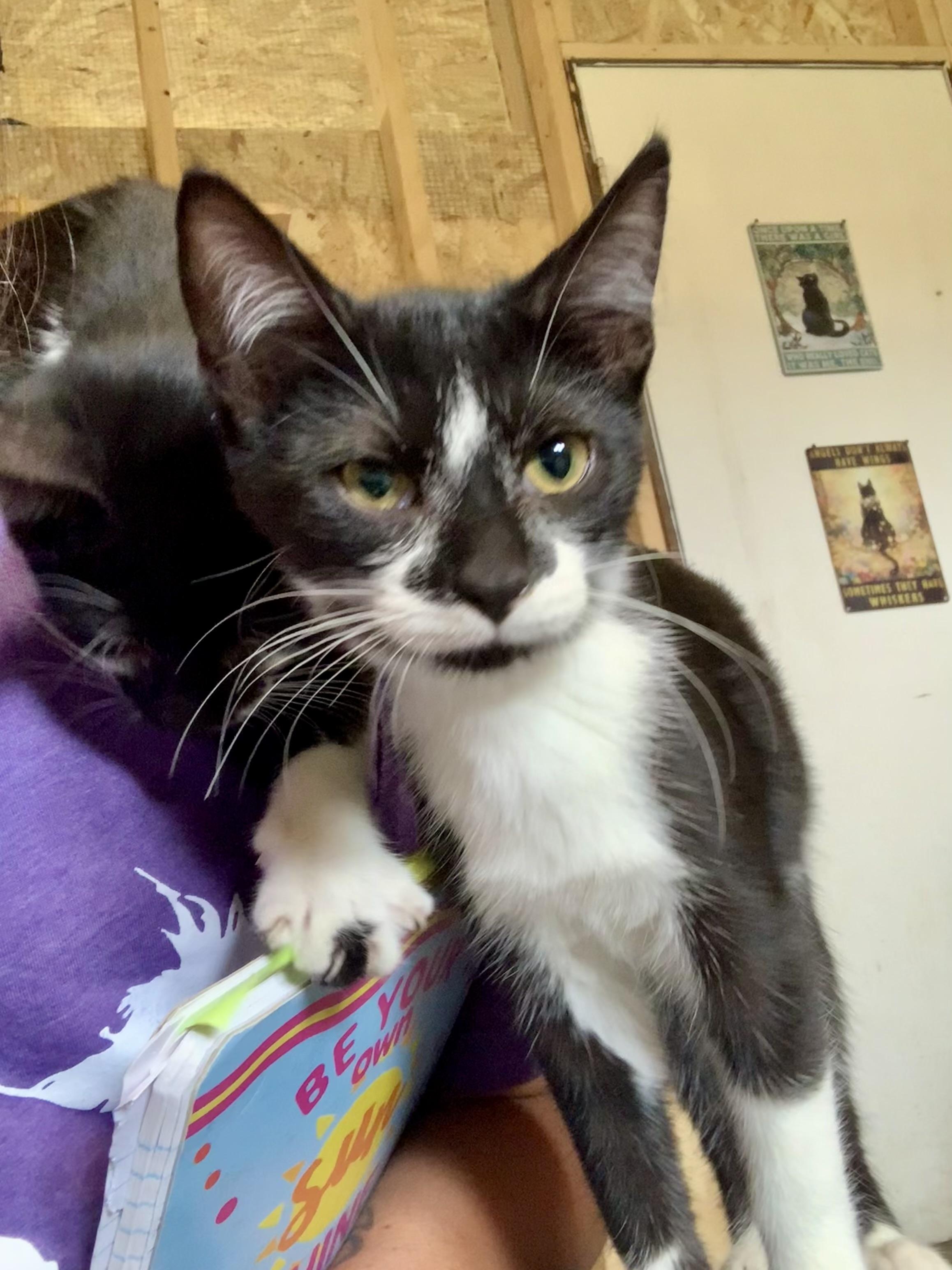 Enlarge Jill, a Adoptable Domestic Short Hair in Ludington, MI image 4/4