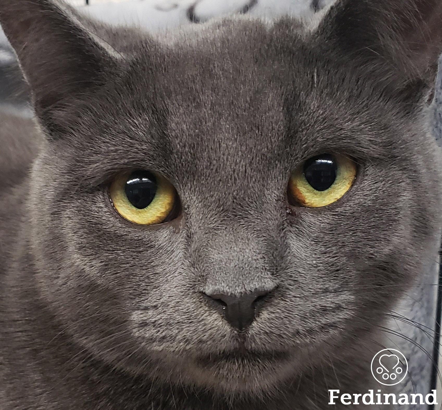 Ferdinand, Adoptable, Young Male Domestic Short Hair.
