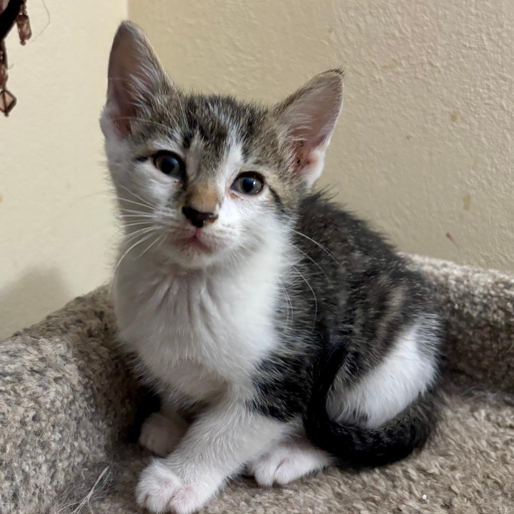 Clark, Adoptable, Kitten Male Domestic Short Hair.