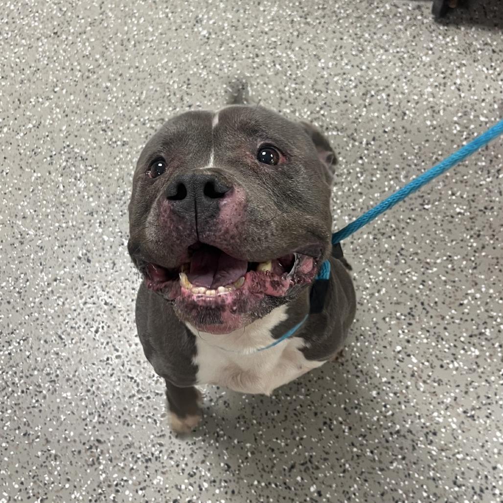 Enlarge Heffalump, a Adoptable American Staffordshire Terrier in Norfolk, NE image 1/2