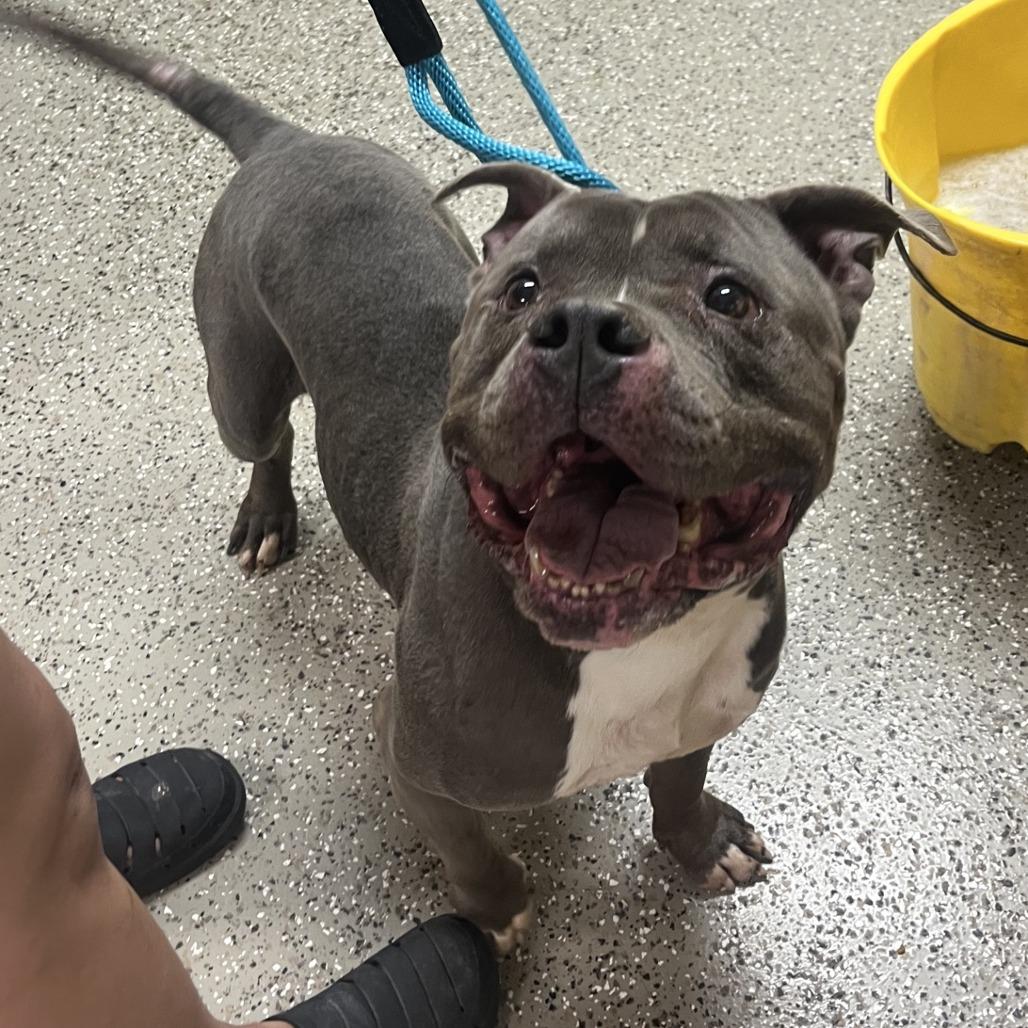 Enlarge Heffalump, a Adoptable American Staffordshire Terrier in Norfolk, NE image 2/2
