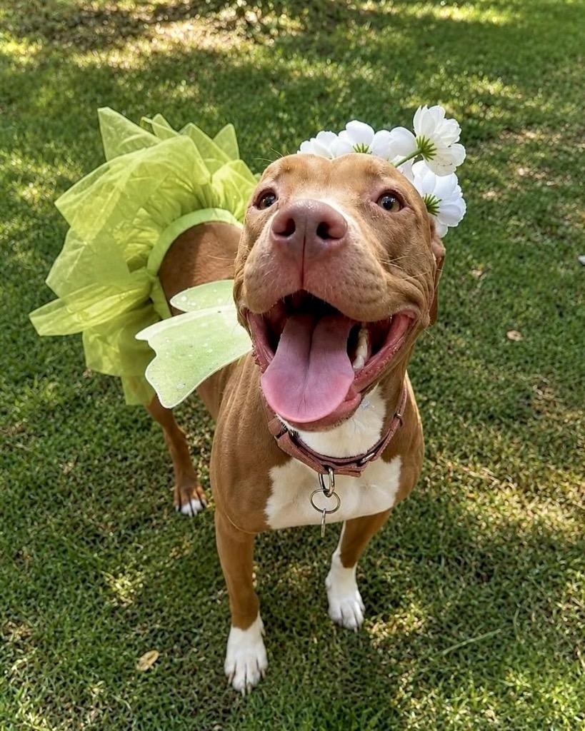 Ruby, a Adoptable mixed breed in Princeton, MA image 1/6