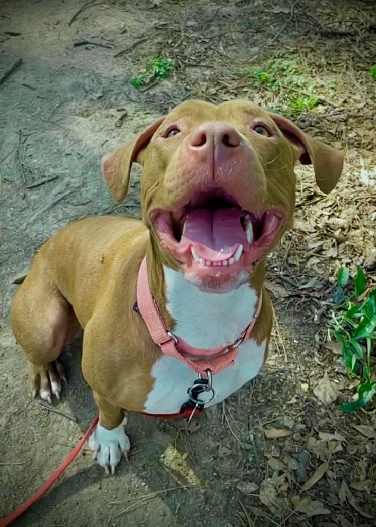 Ruby, a Adoptable mixed breed in Princeton, MA image 2/6