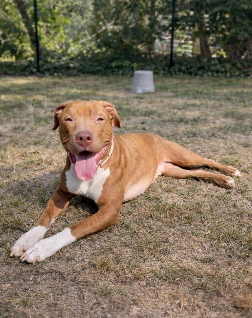 Ruby, a Adoptable mixed breed in Princeton, MA image 3/6