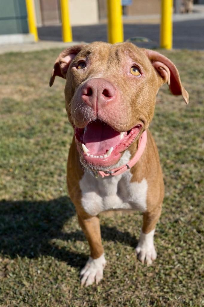 Ruby, a Adoptable mixed breed in Princeton, MA image 5/6