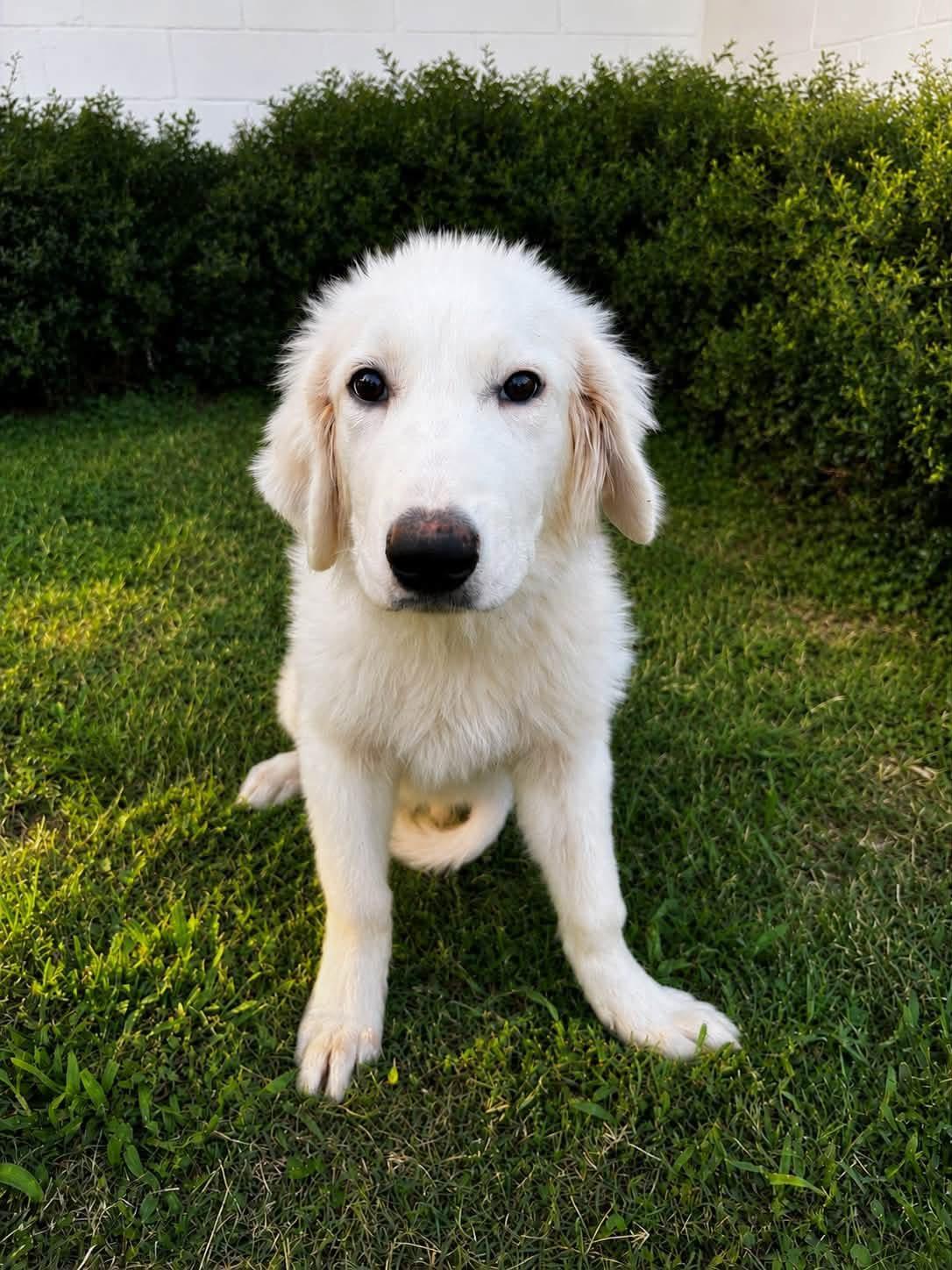 Gelato, an adopted Great Pyrenees in Mendham, NJ image 2/2