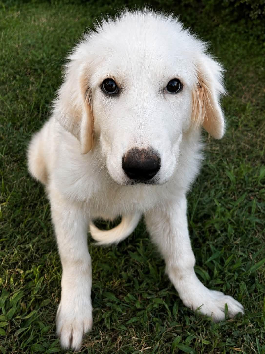 Gelato, adopted, Young Male Great Pyrenees.