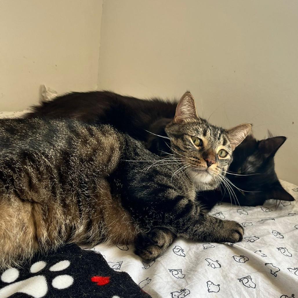 Enlarge Chandler, a Adoptable Domestic Short Hair in Puslinch, ON image 1/6