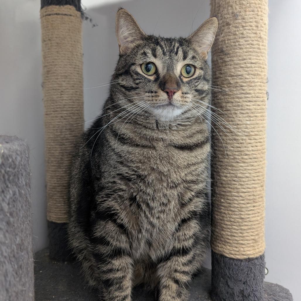 Enlarge Chandler, a Adoptable Domestic Short Hair in Puslinch, ON image 2/6