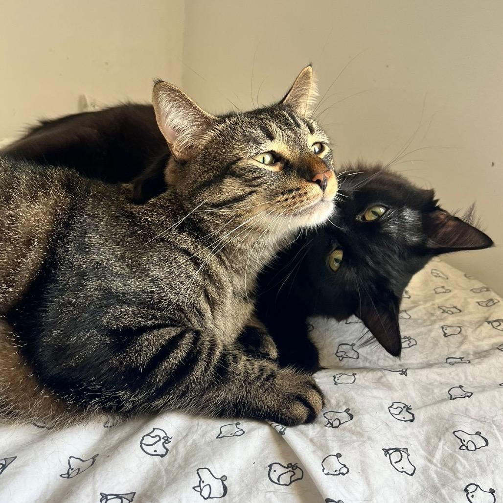 Enlarge Chandler, a Adoptable Domestic Short Hair in Puslinch, ON image 3/6