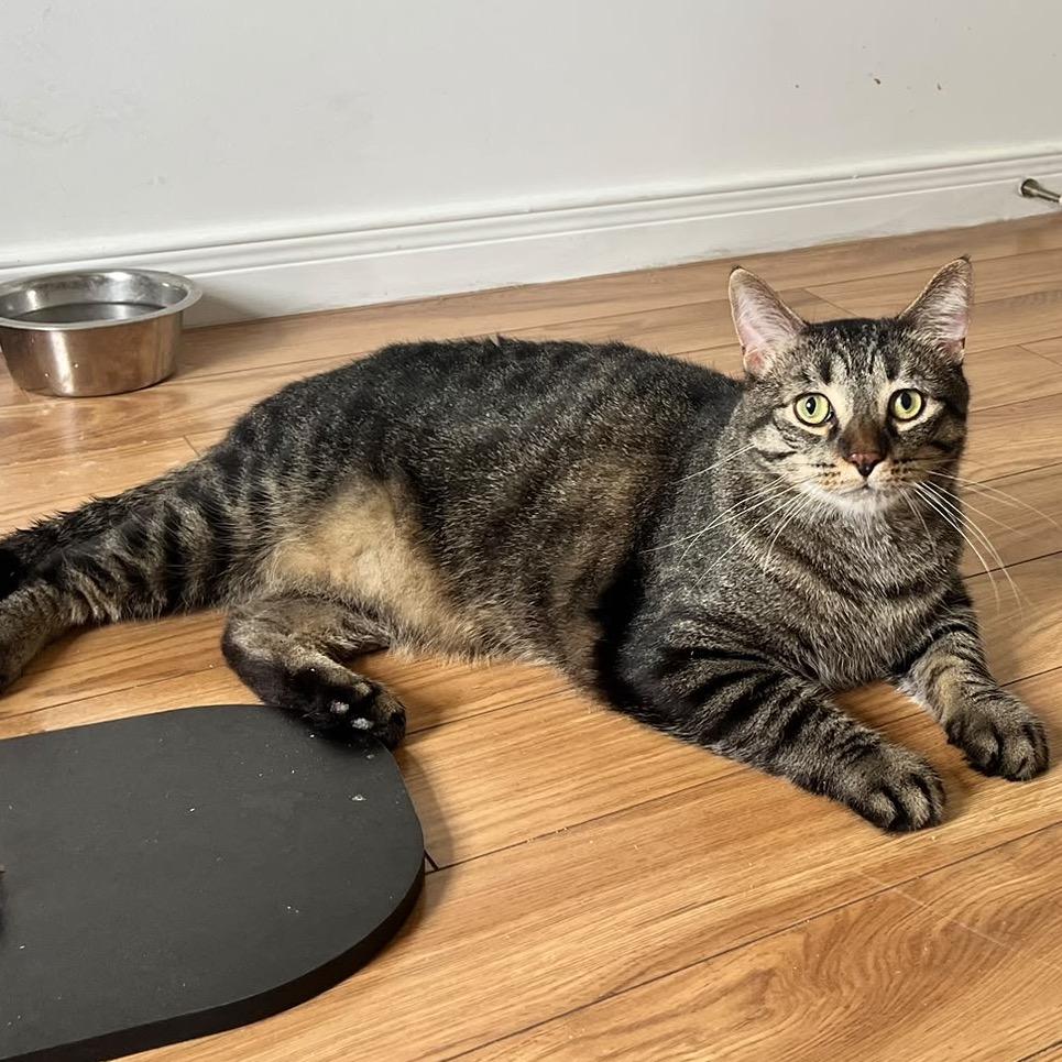 Enlarge Chandler, a Adoptable Domestic Short Hair in Puslinch, ON image 5/6