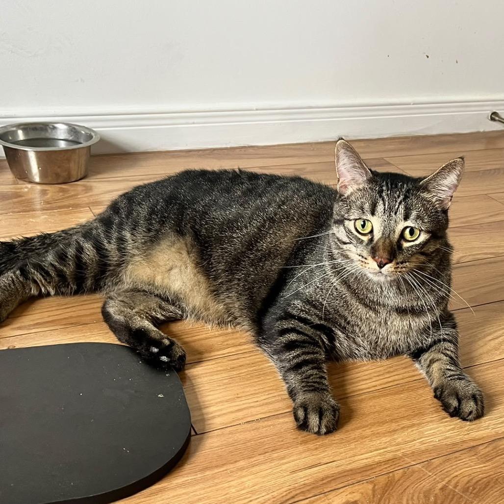 Enlarge Chandler, a Adoptable Domestic Short Hair in Puslinch, ON image 6/6
