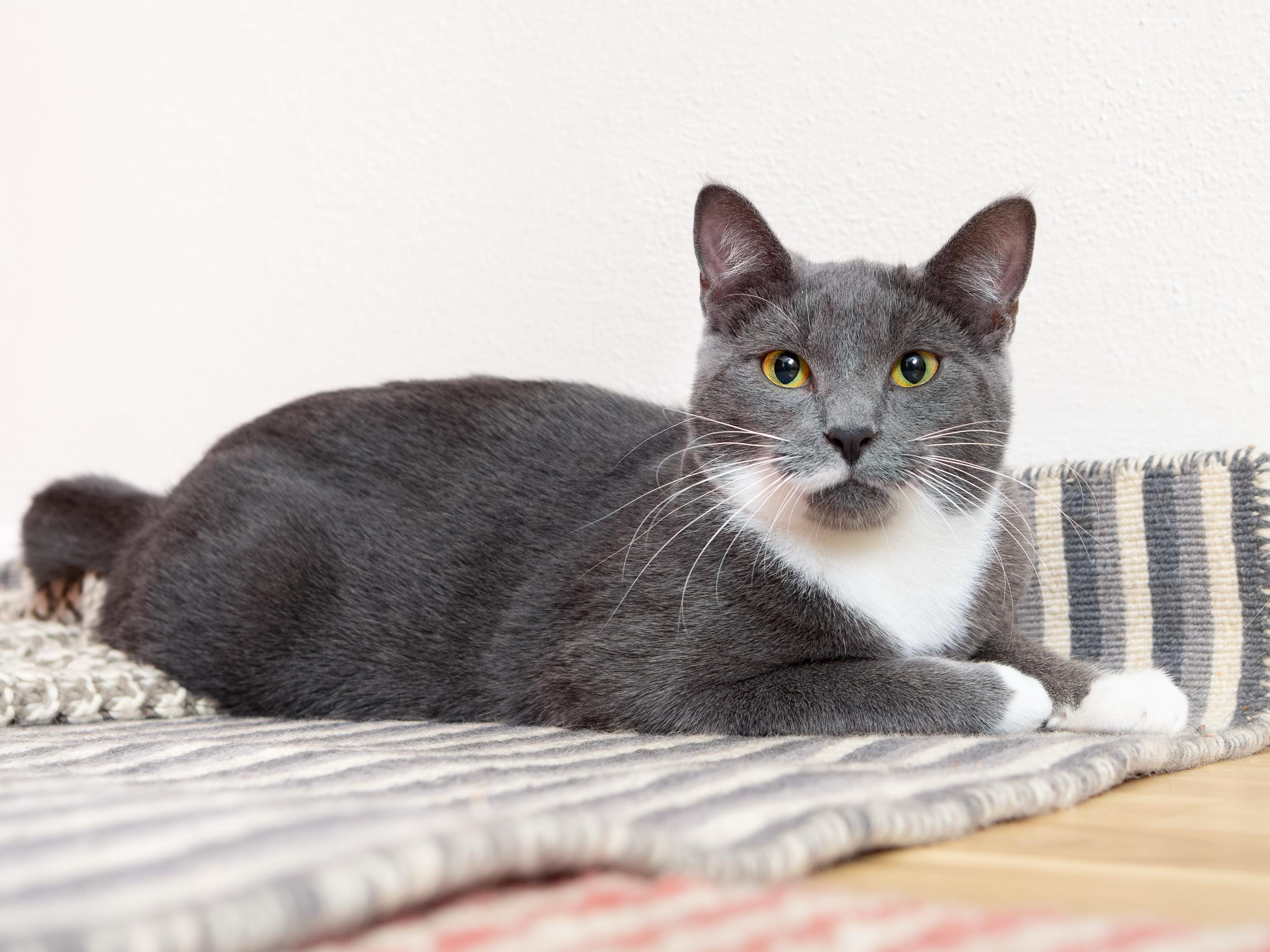 Junior and Granite, a Adoptable Domestic Short Hair in Seattle, WA image 5/6