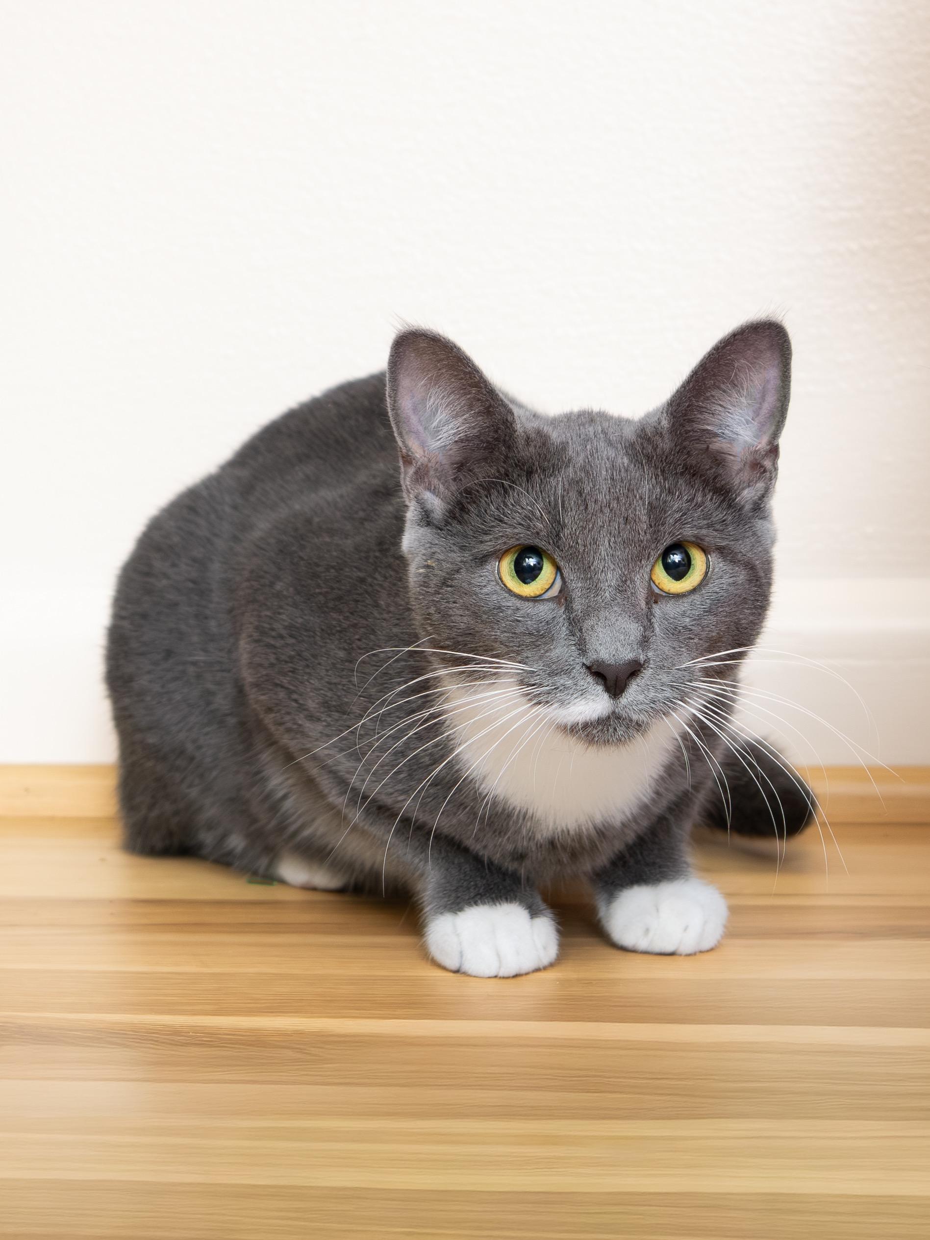 Junior and Granite, a Adoptable Domestic Short Hair in Seattle, WA image 6/6