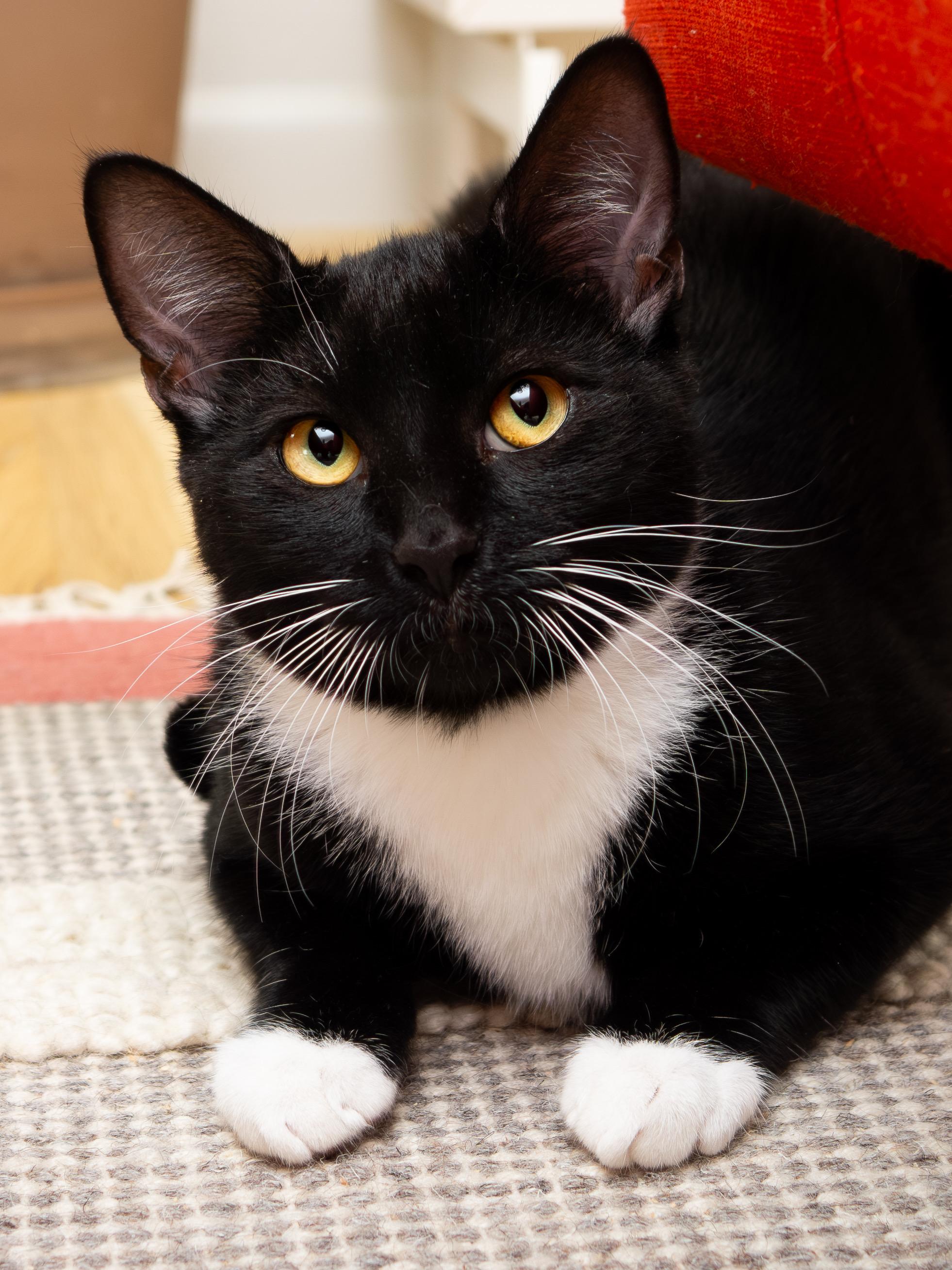 Junior and Granite, a Adoptable Domestic Short Hair in Seattle, WA image 4/6