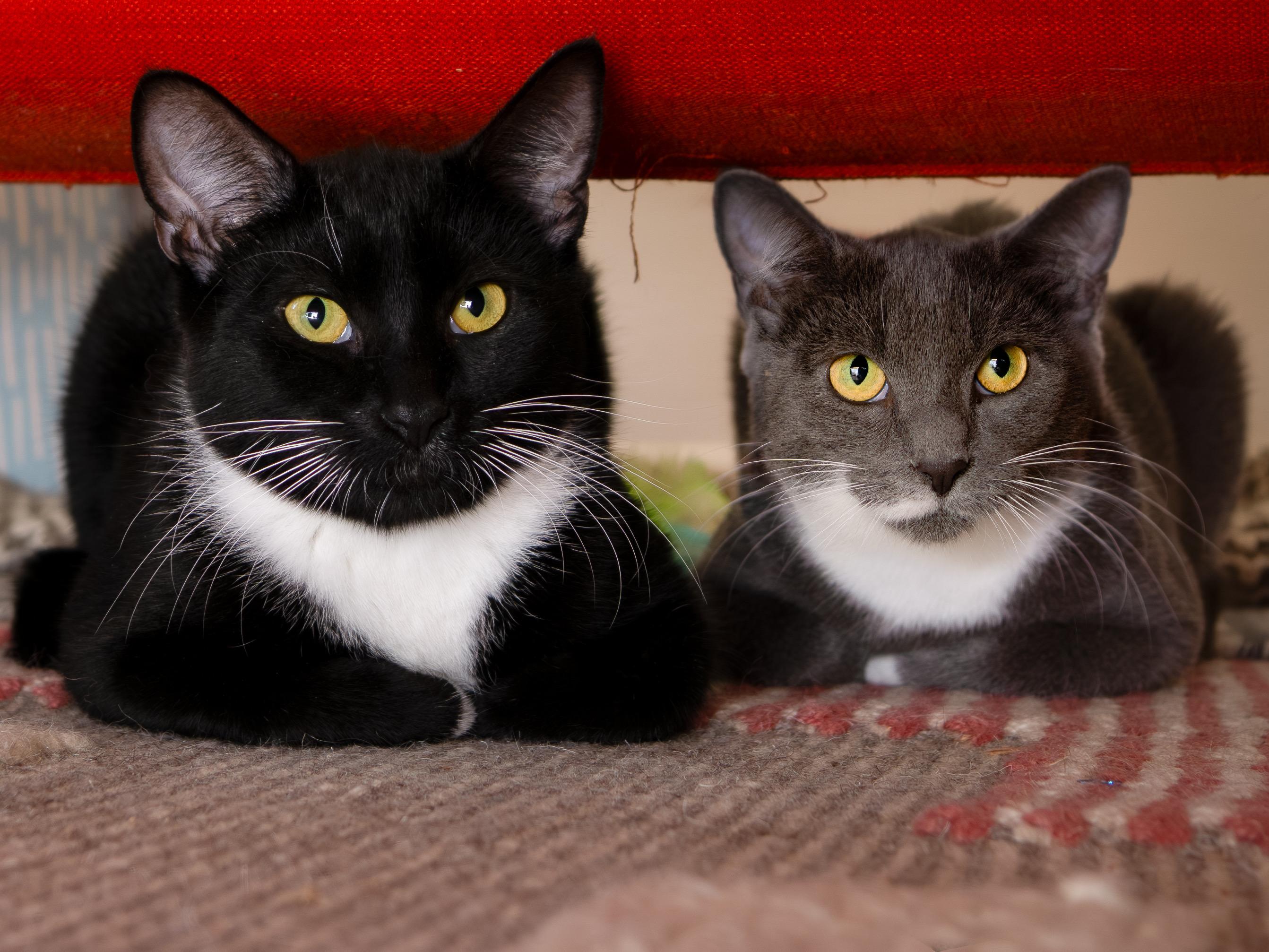Junior and Granite, a Adoptable Domestic Short Hair in Seattle, WA image 1/6