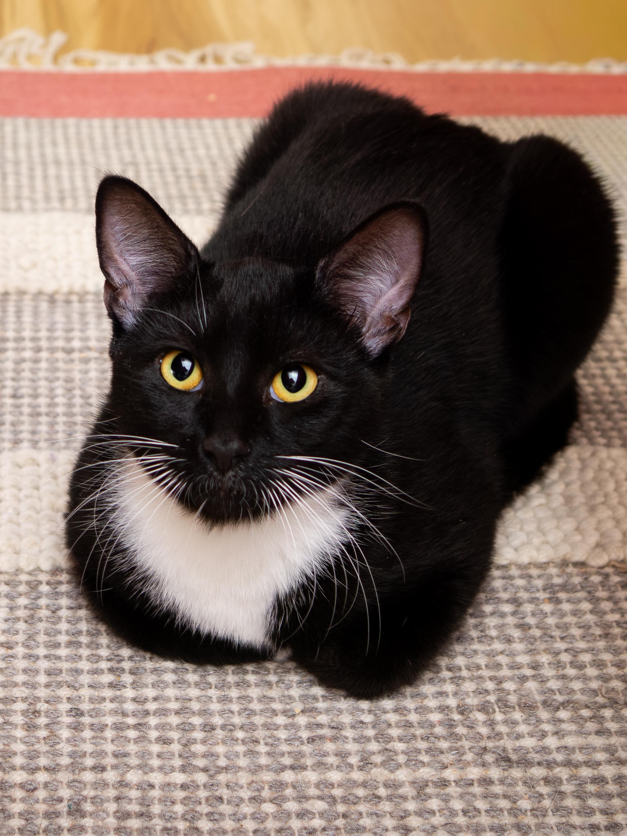 Junior and Granite, a Adoptable Domestic Short Hair in Seattle, WA image 2/6