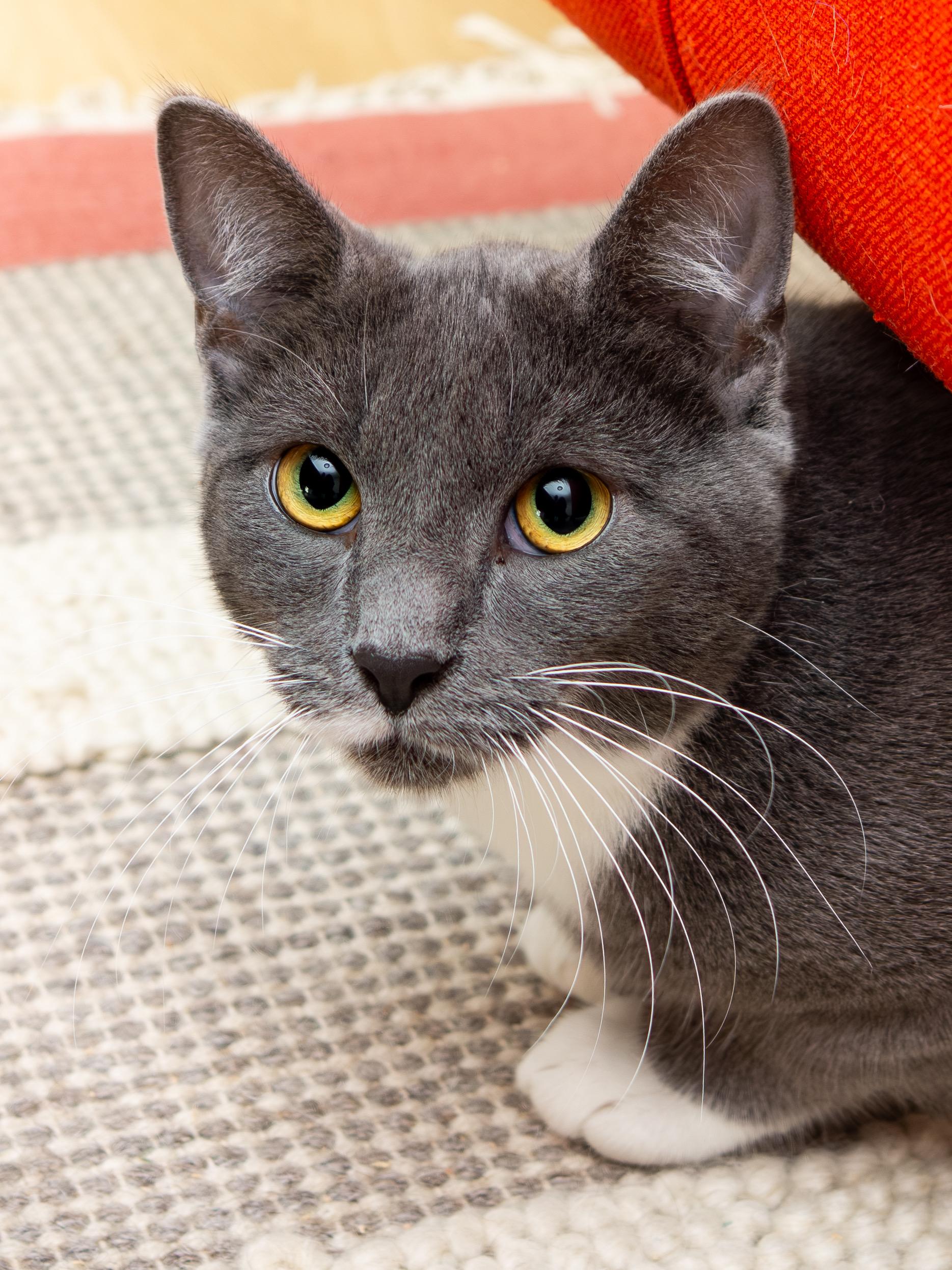 Junior and Granite, a Adoptable Domestic Short Hair in Seattle, WA image 3/6