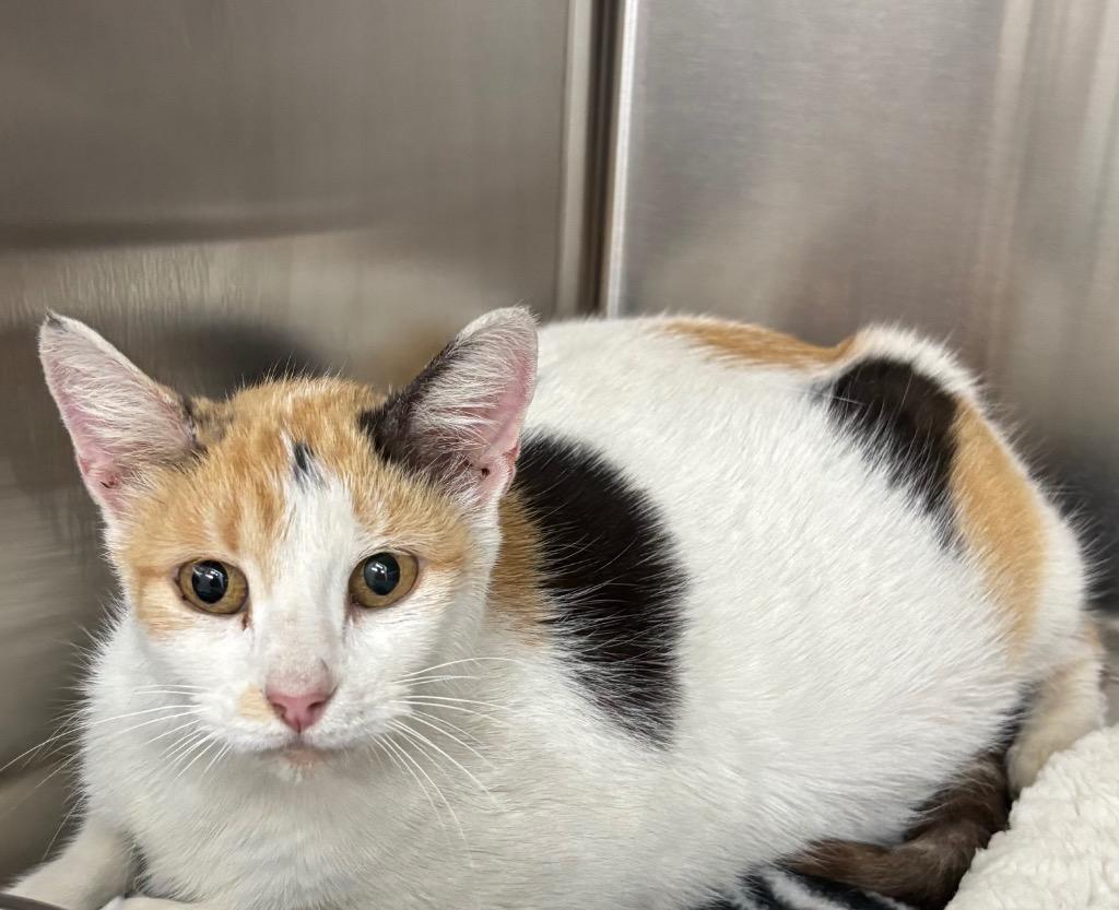 Chloe, Adoptable, Adult Female Domestic Short Hair.