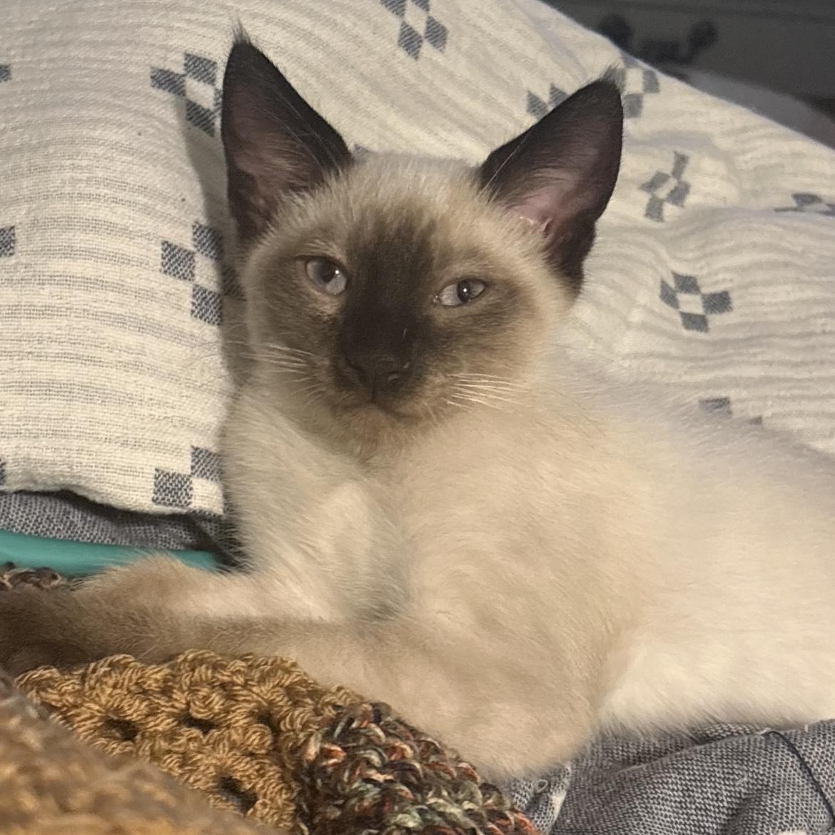 Mallow, Adoptable, Kitten Male Siamese.