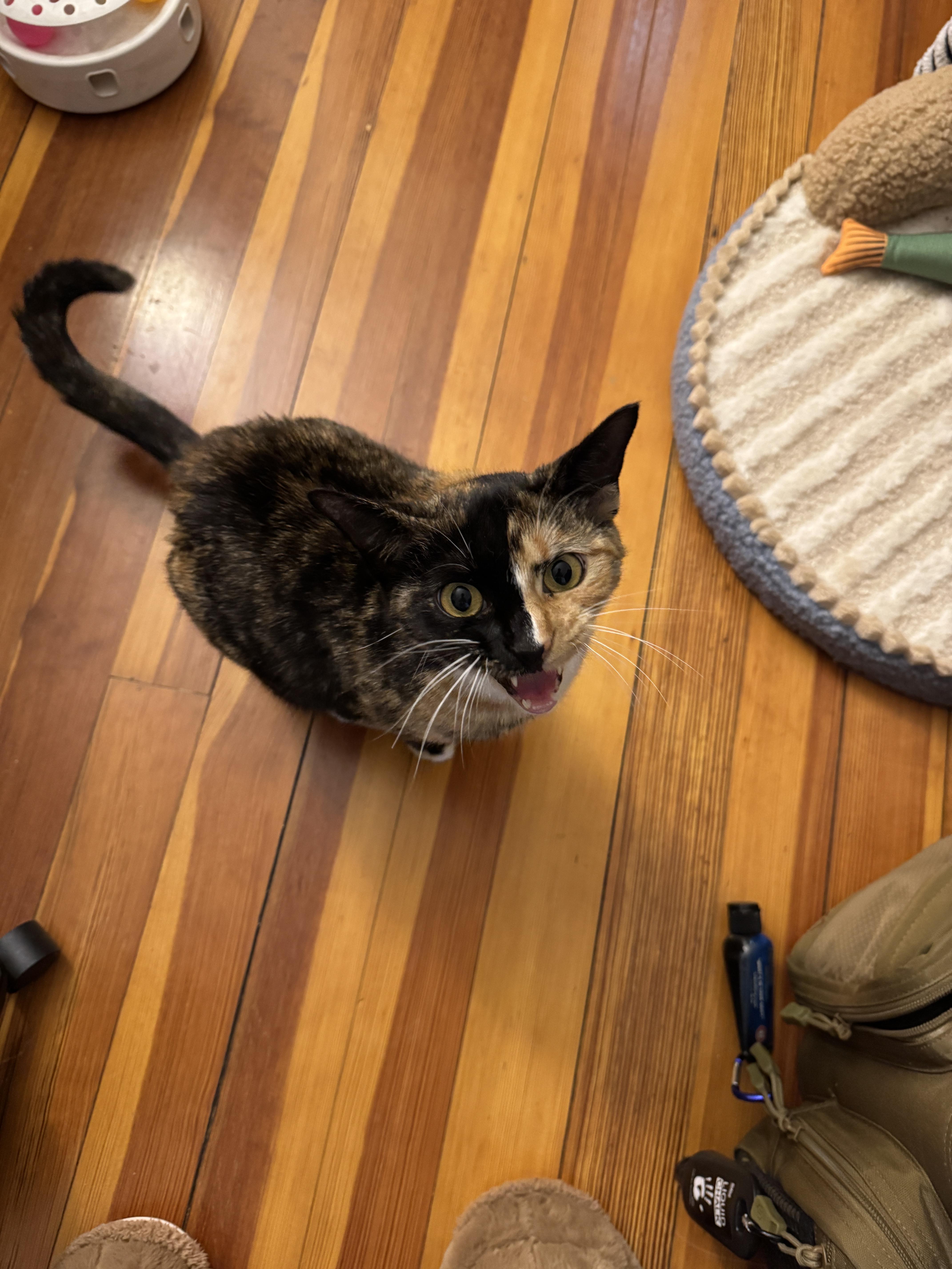 Bogata, a ADOPTABLE Domestic Short Hair in Watertown, MA image 5/5
