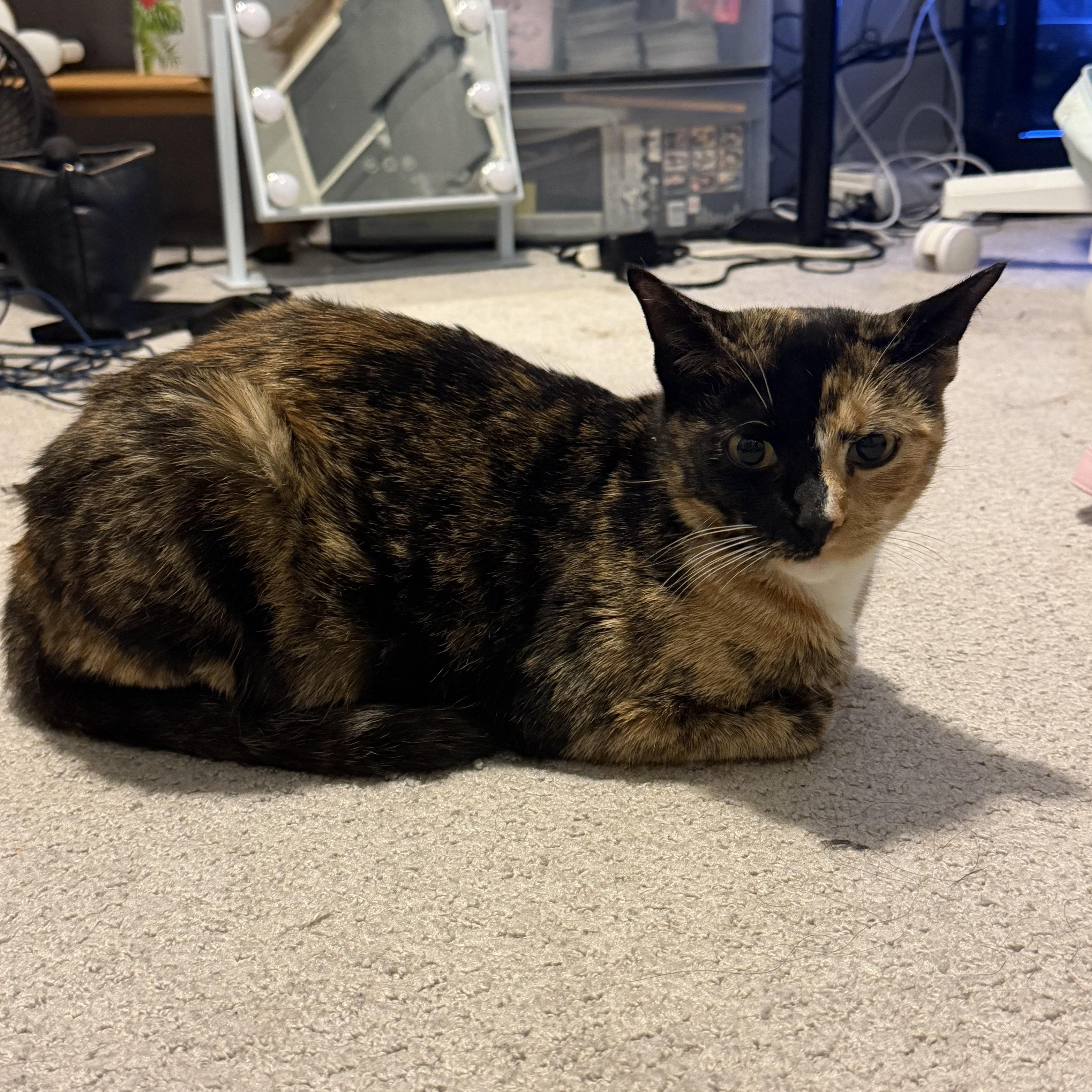 Bogata, a ADOPTABLE Domestic Short Hair in Watertown, MA image 2/5