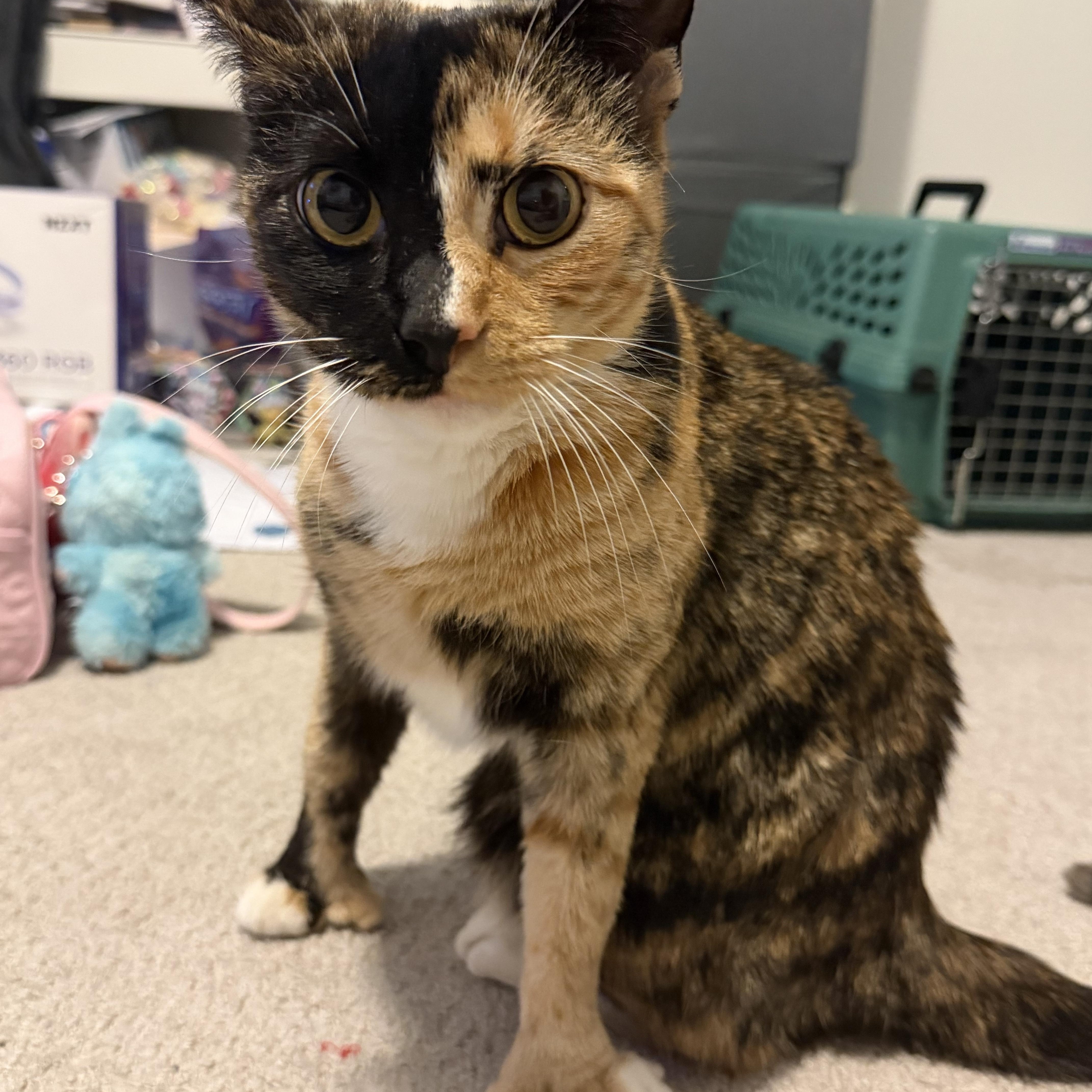 Bogata, a ADOPTABLE Domestic Short Hair in Watertown, MA image 1/5