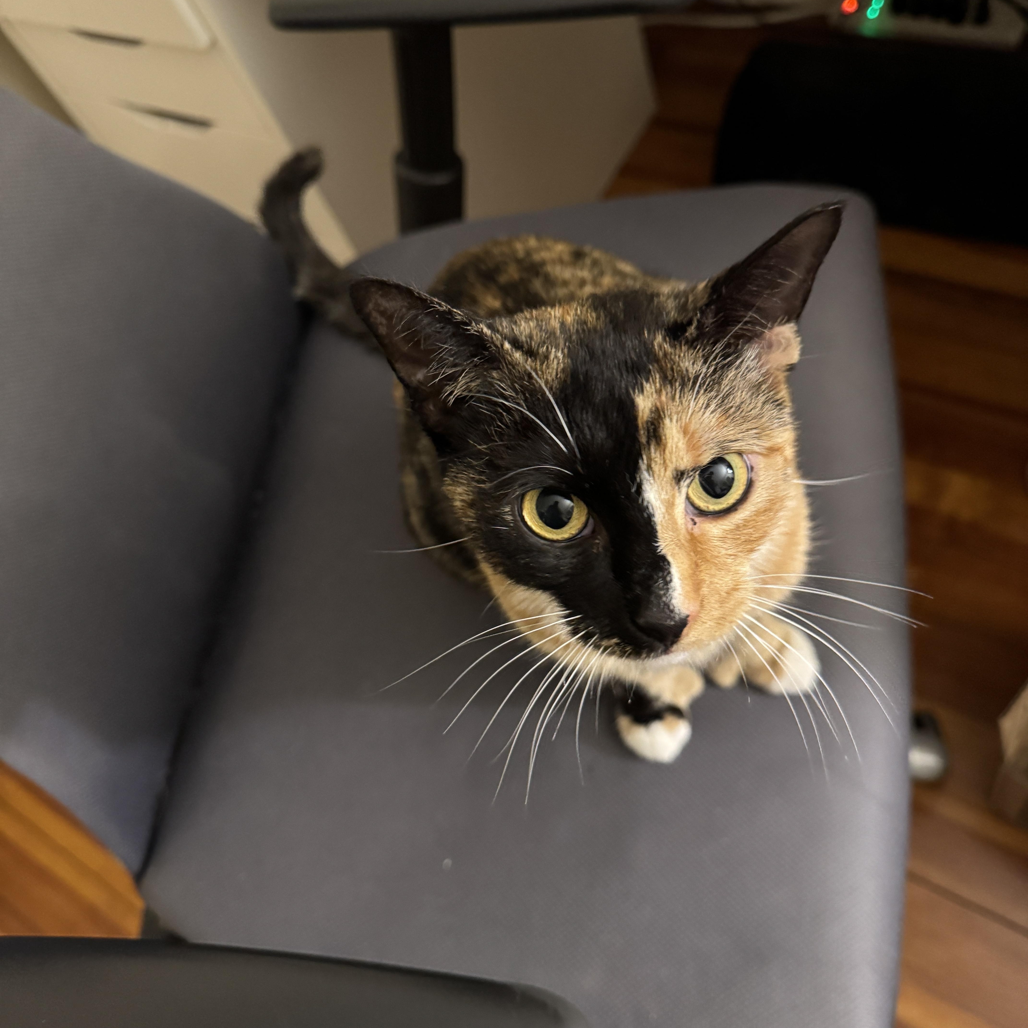 Bogata, a ADOPTABLE Domestic Short Hair in Watertown, MA image 4/5