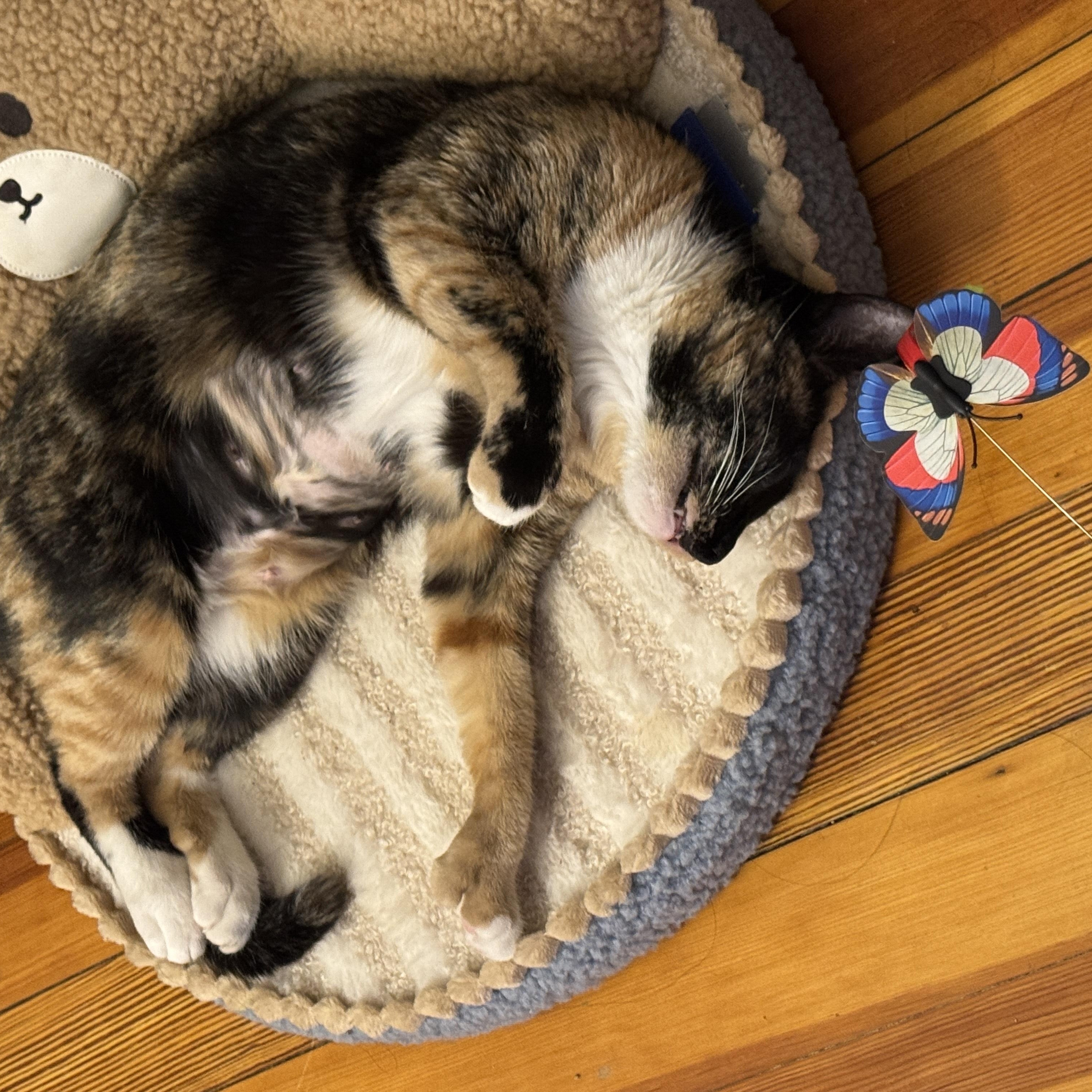 Bogata, a ADOPTABLE Domestic Short Hair in Watertown, MA image 3/5