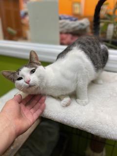 Enlarge Rocky, a ADOPTABLE Domestic Short Hair in Weehawken, NJ image 5/5