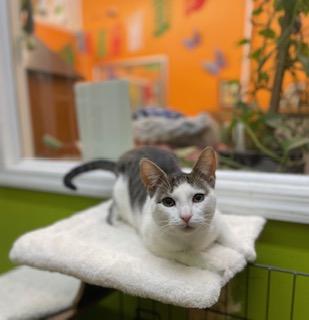 Enlarge Rocky, a ADOPTABLE Domestic Short Hair in Weehawken, NJ image 4/5