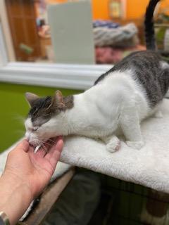 Enlarge Rocky, a ADOPTABLE Domestic Short Hair in Weehawken, NJ image 3/5