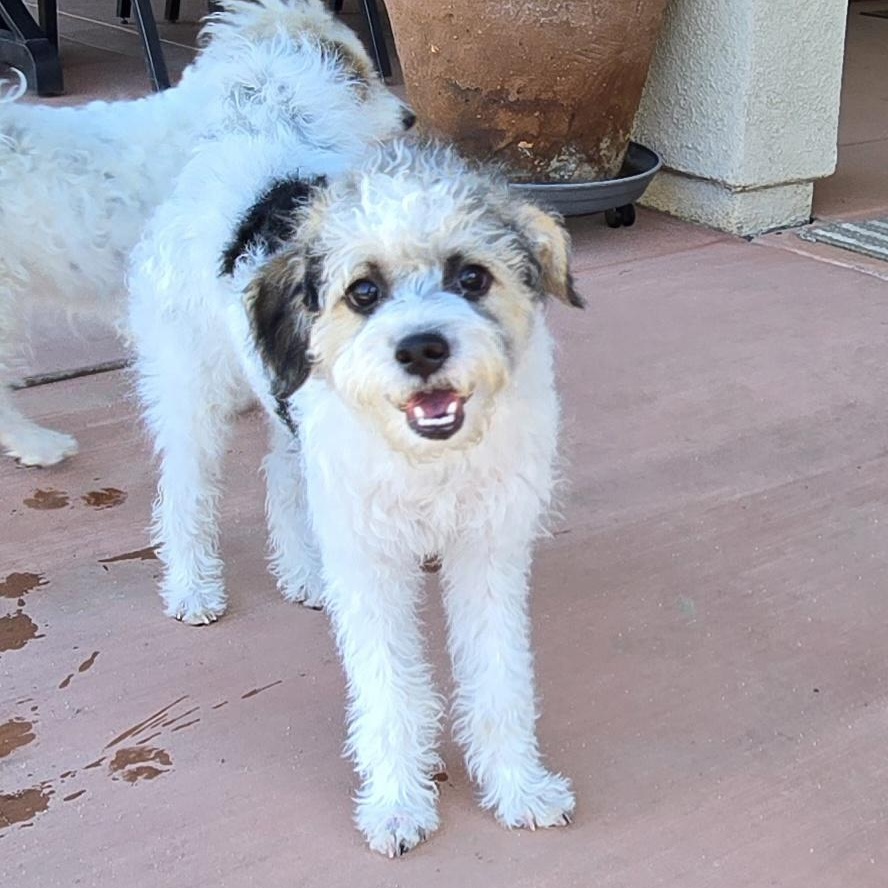 Lucy, ADOPTABLE, Puppy Female Poodle.