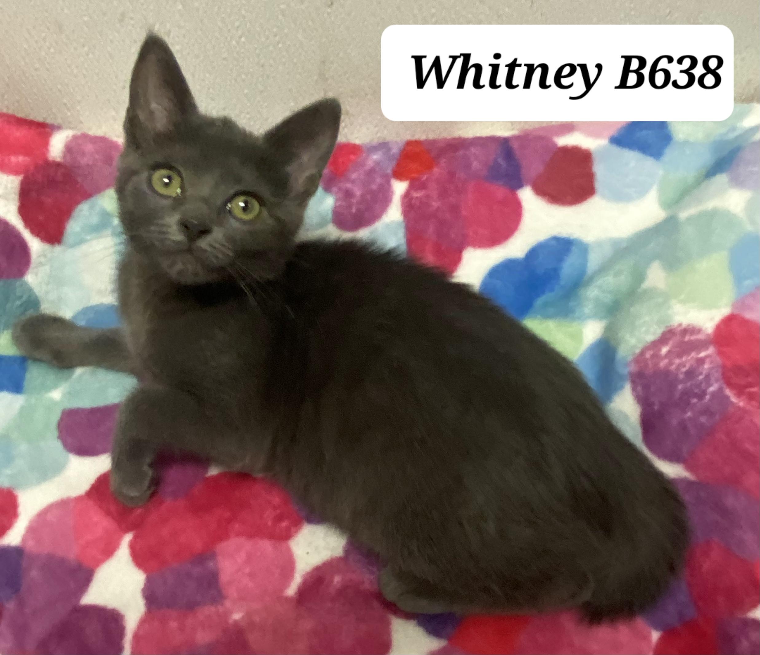 Whitney, Baby Female Domestic Short Hair