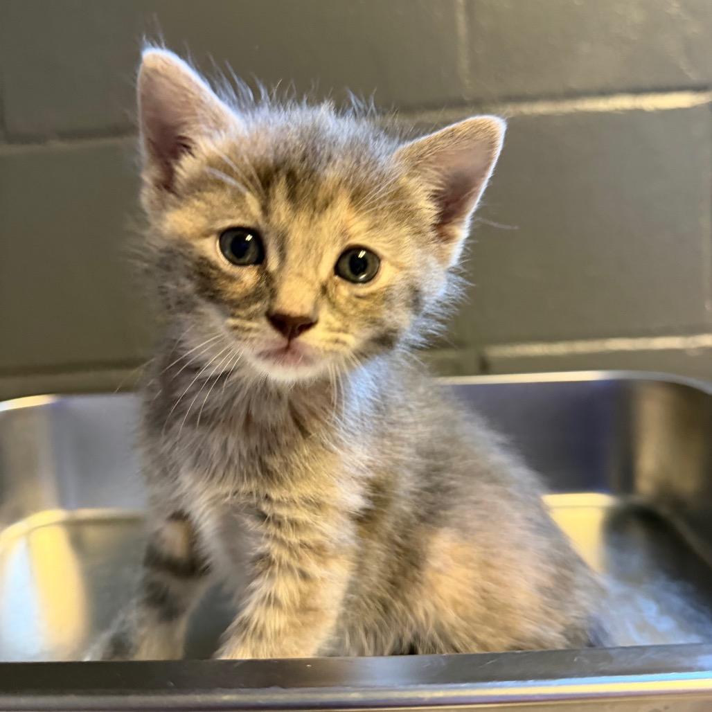 Stacey, Adoptable, Kitten Female Domestic Short Hair.