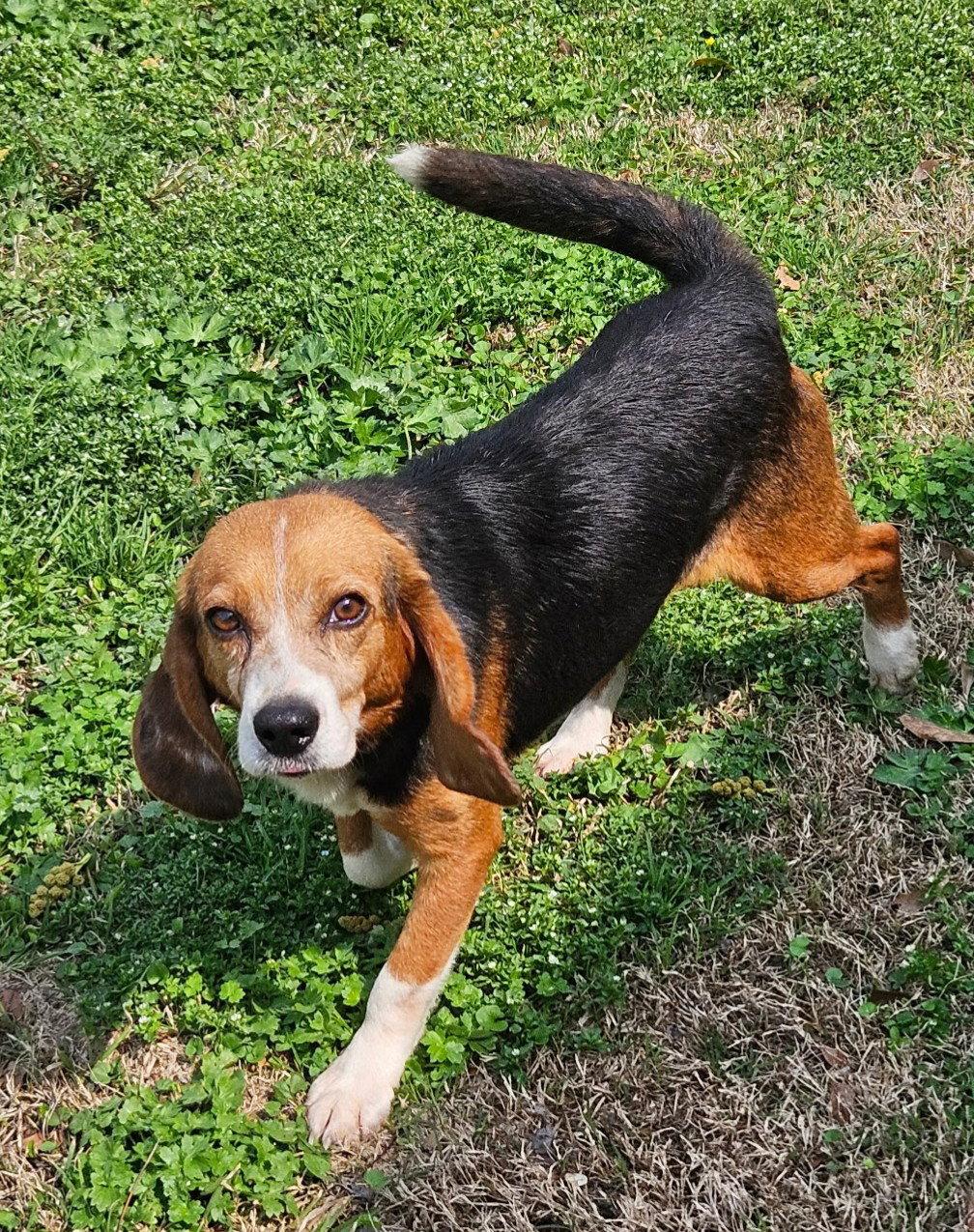 Rubin, Adopted, Adult Male Beagle.