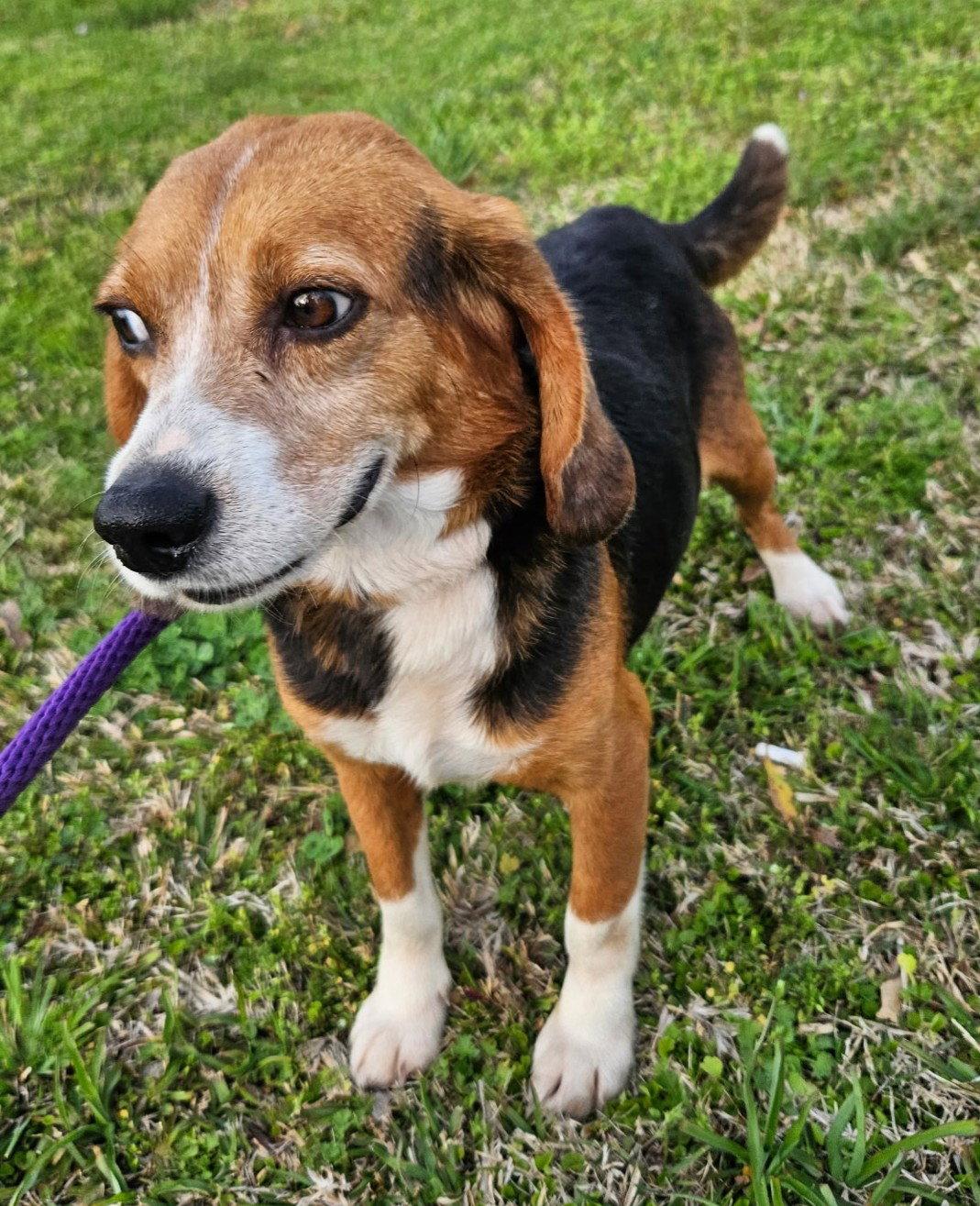 Enlarge Rubin, a Adopted Beagle in Dunnellon, FL image 2/3