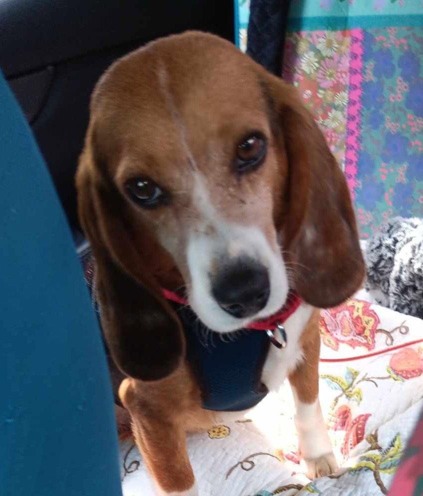 Enlarge Rubin, a Adopted Beagle in Dunnellon, FL image 3/3