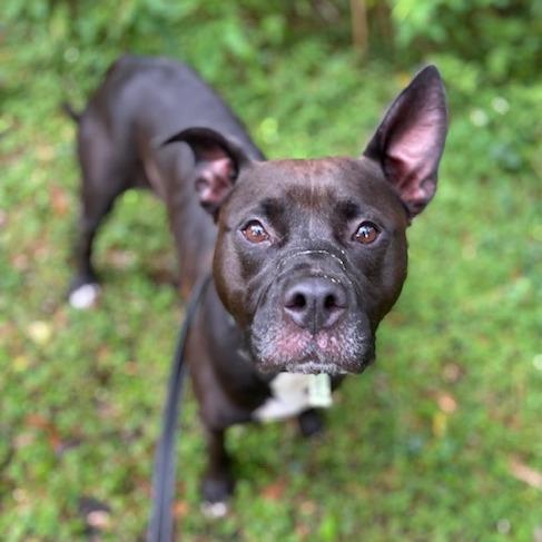 Quinn, Adoptable, Adult Female Mixed Breed.