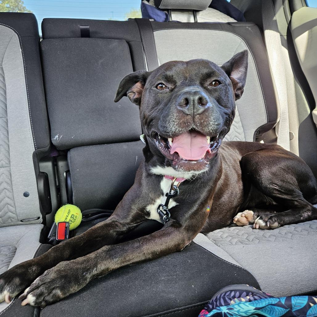 Enlarge Quinn, a Adoptable Mixed Breed in Jacksonville, FL image 2/6