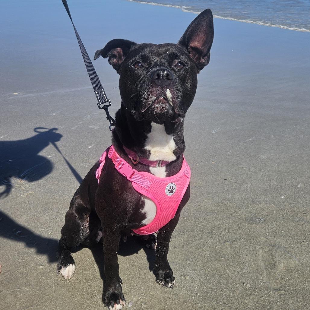 Enlarge Quinn, a Adoptable Mixed Breed in Jacksonville, FL image 3/6