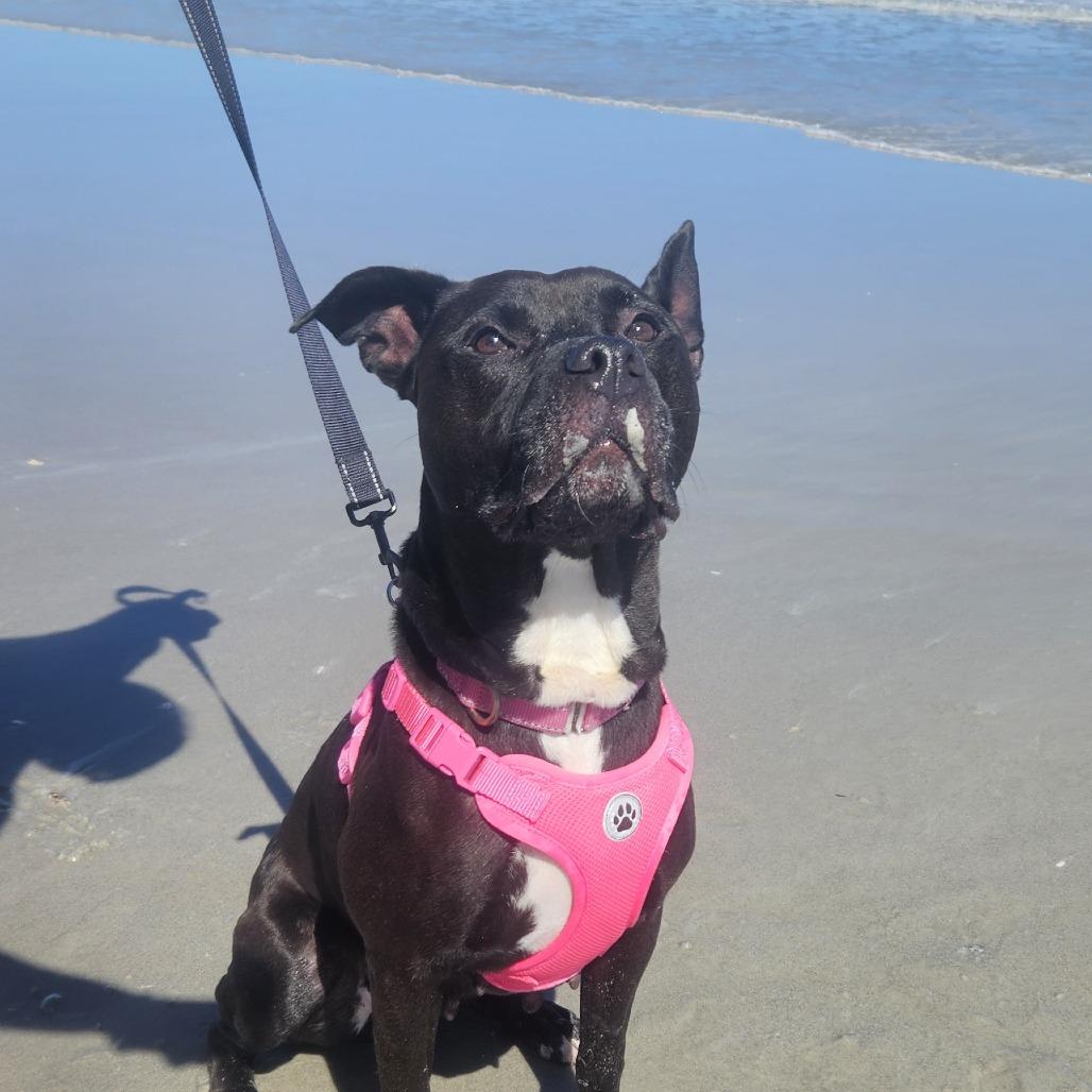 Enlarge Quinn, a Adoptable Mixed Breed in Jacksonville, FL image 4/6