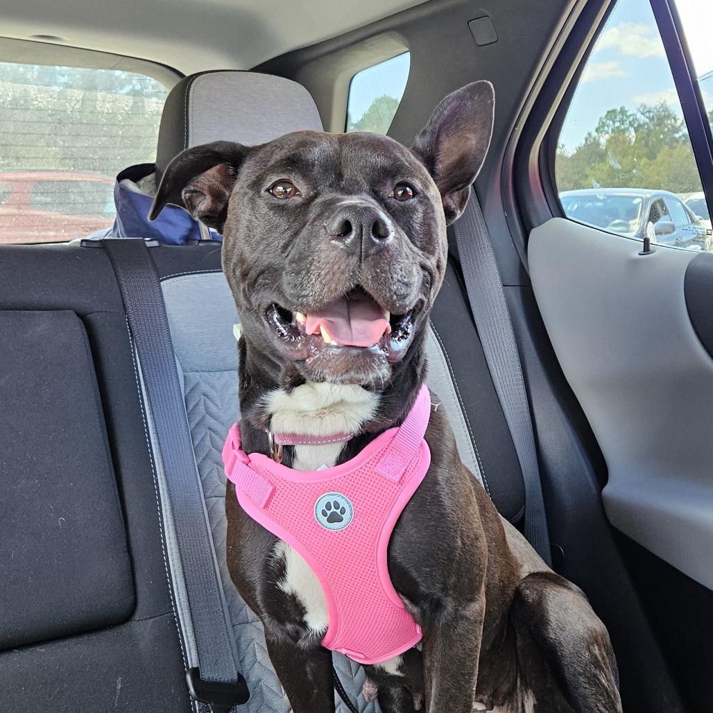 Enlarge Quinn, a Adoptable Mixed Breed in Jacksonville, FL image 5/6